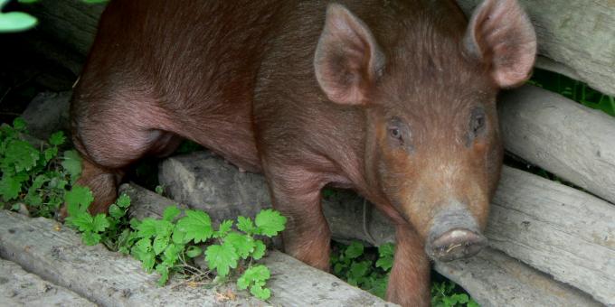 Heritage Breeds -- Tamwoth Pigs