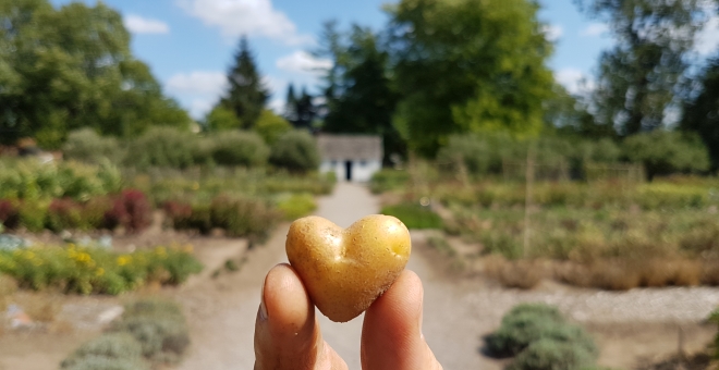 Dundurn's Historic Kitchen Garden - Potato Love