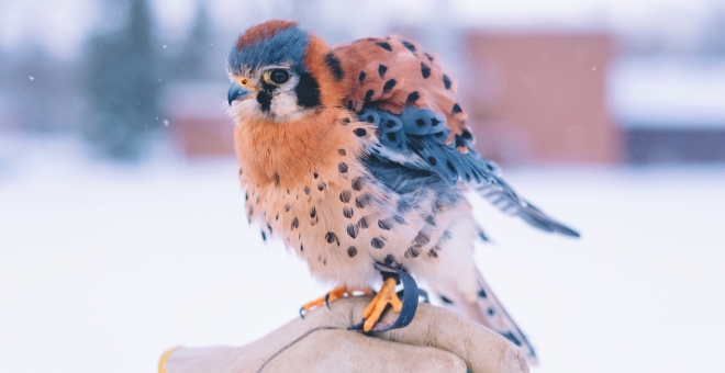 An American Kestrel perched on a gloved hand.